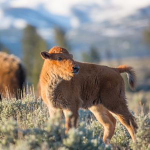 young bison