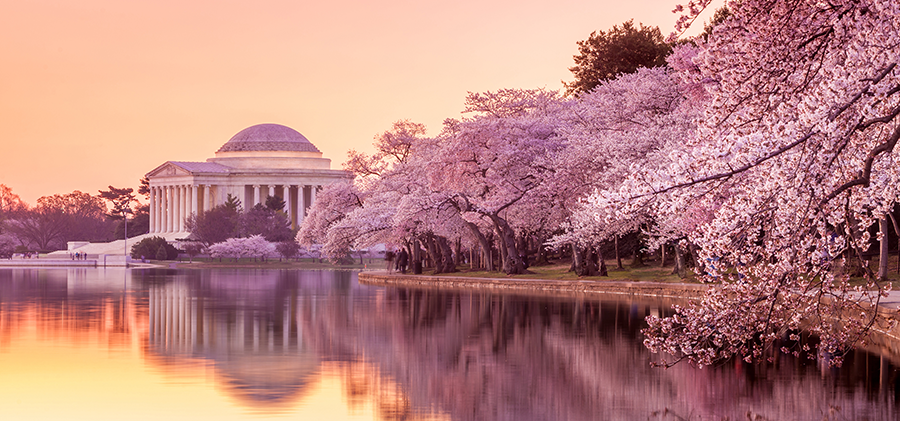 Cherry Blossom Festival Jefferson Memorial