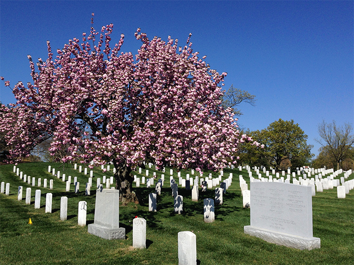 cherry blossom arlington cemetery