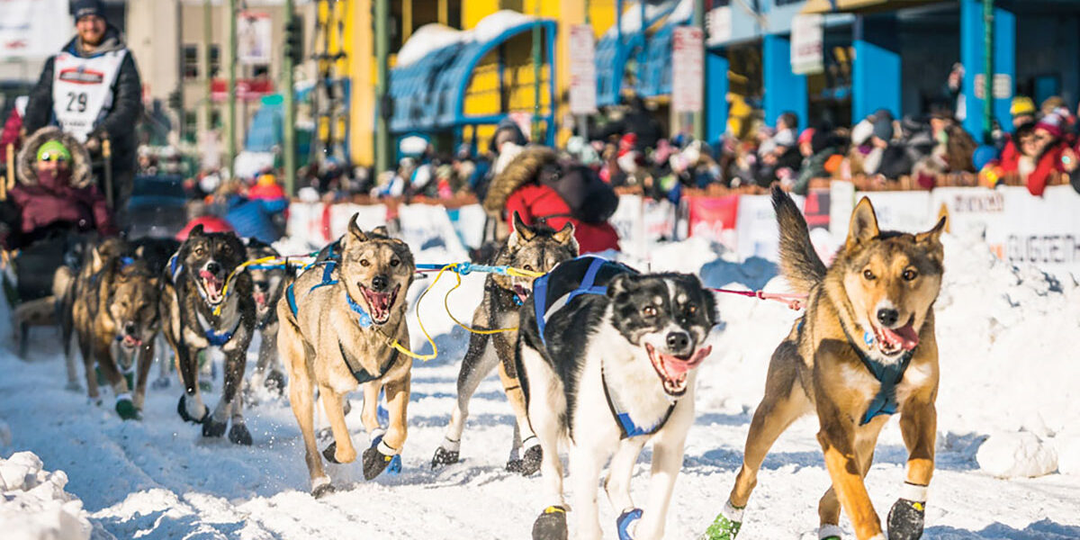 alaska-dog-sled-race-post