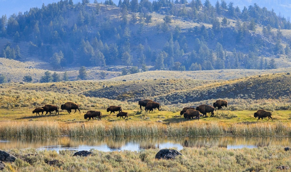 Yellowstone National Park Wildlife 