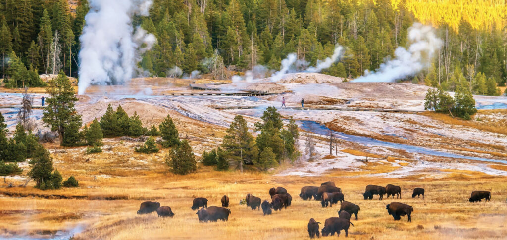Yellowstone national park