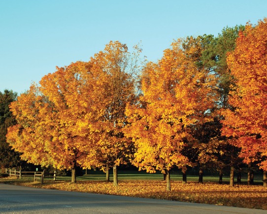 autumn in door county
