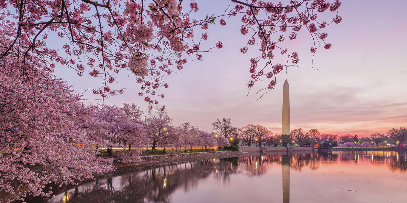 cherry-blossom-time2