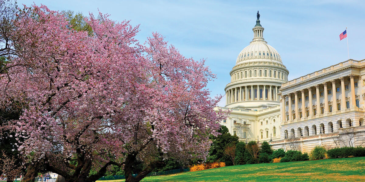 cherry-blossoms-dc