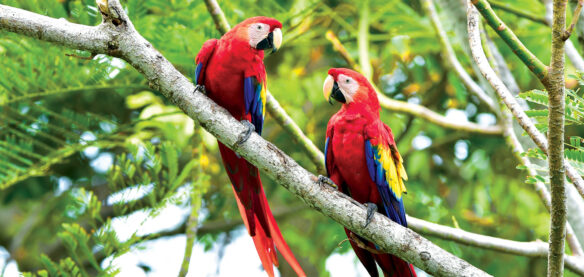 costa-rica-header-image