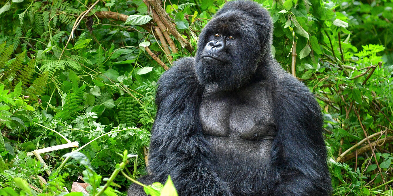 gorilla-trek-header-image