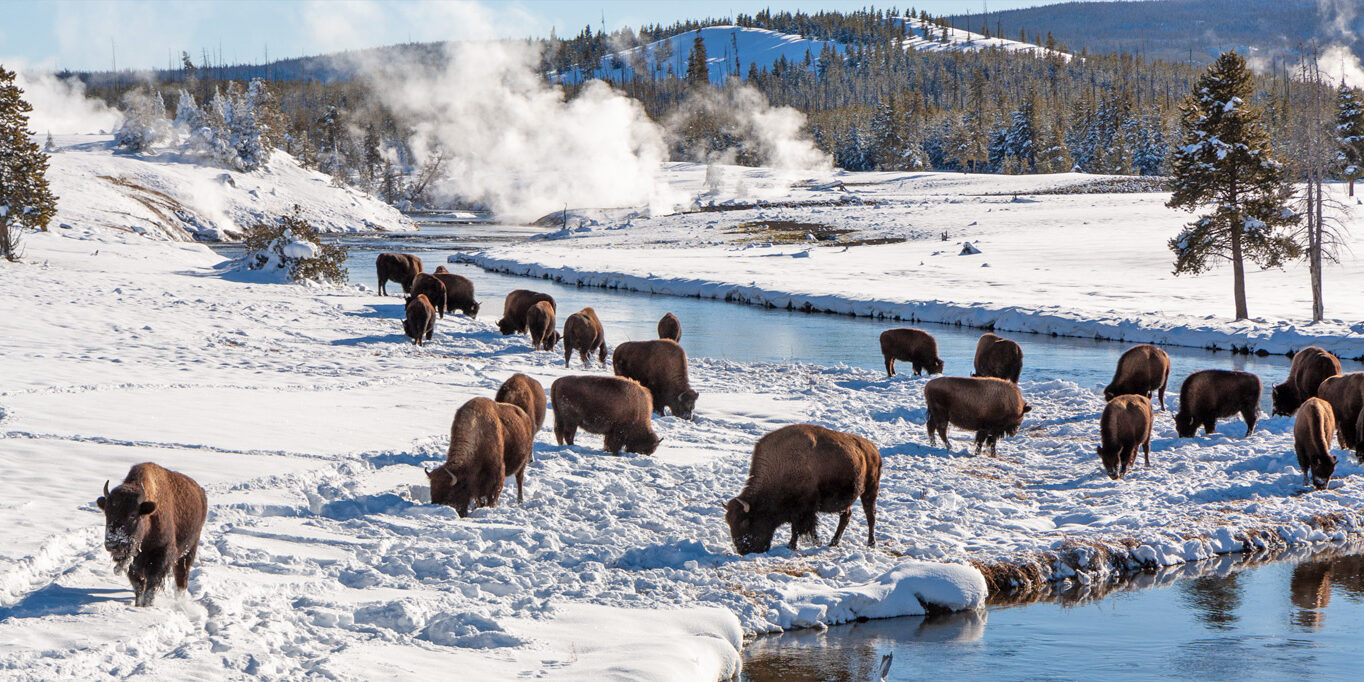 winter-yellowstone-header