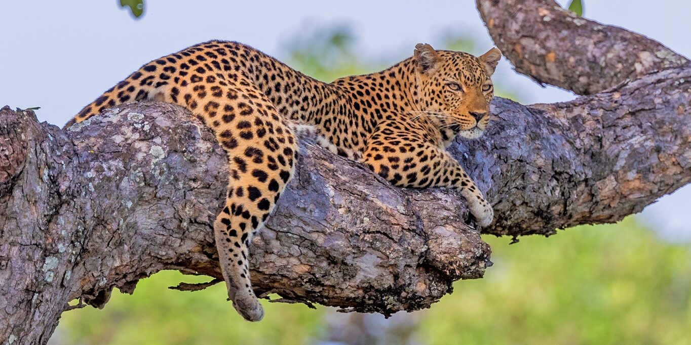 south-africa-highlights-header-image