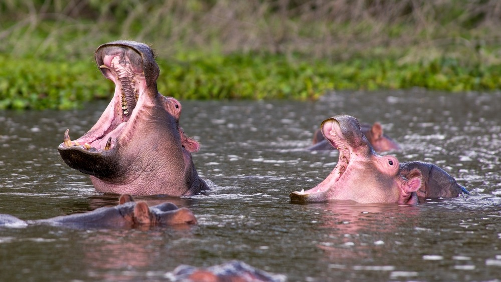 Lake Naivasha
