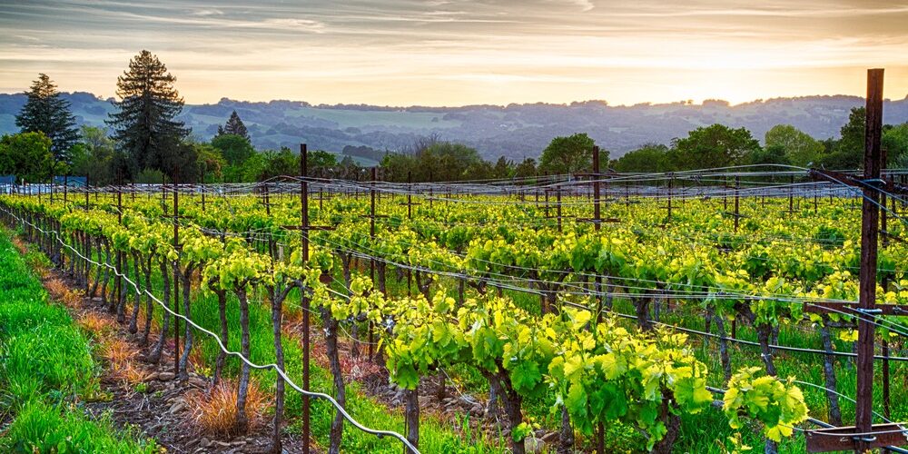 California’s Wine Country