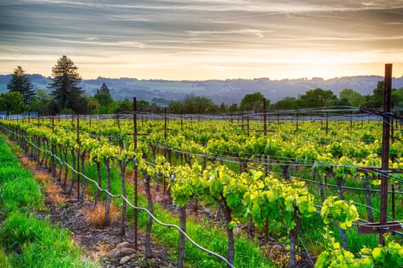California’s Wine Country