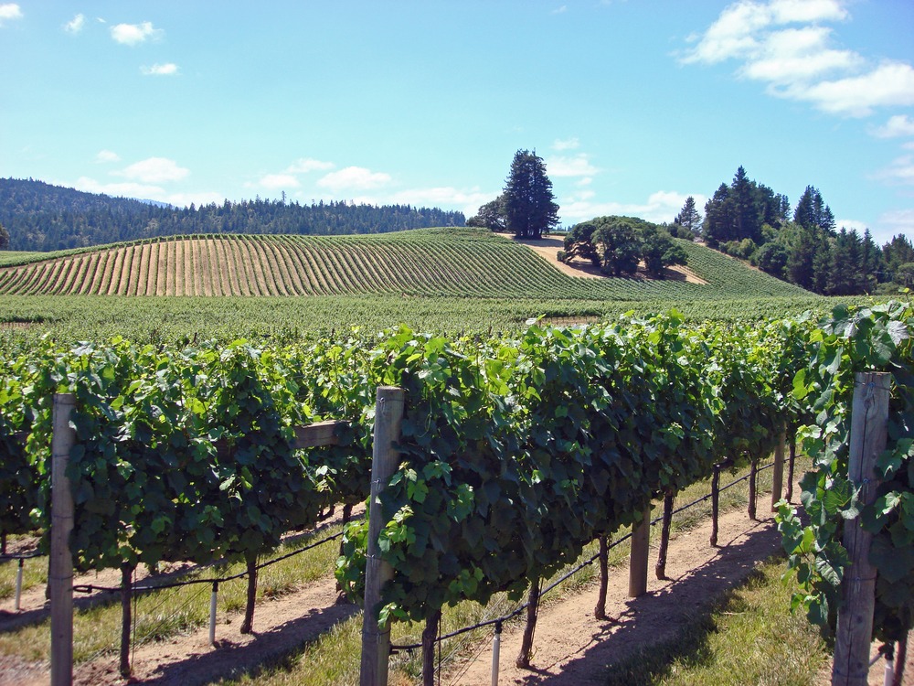 California’s Wine Country