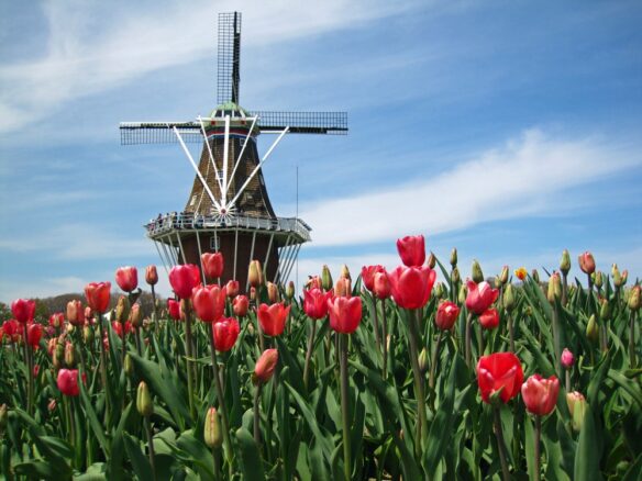 Holland Michigan Tulip Festival