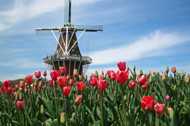 Holland Michigan Tulip Festival