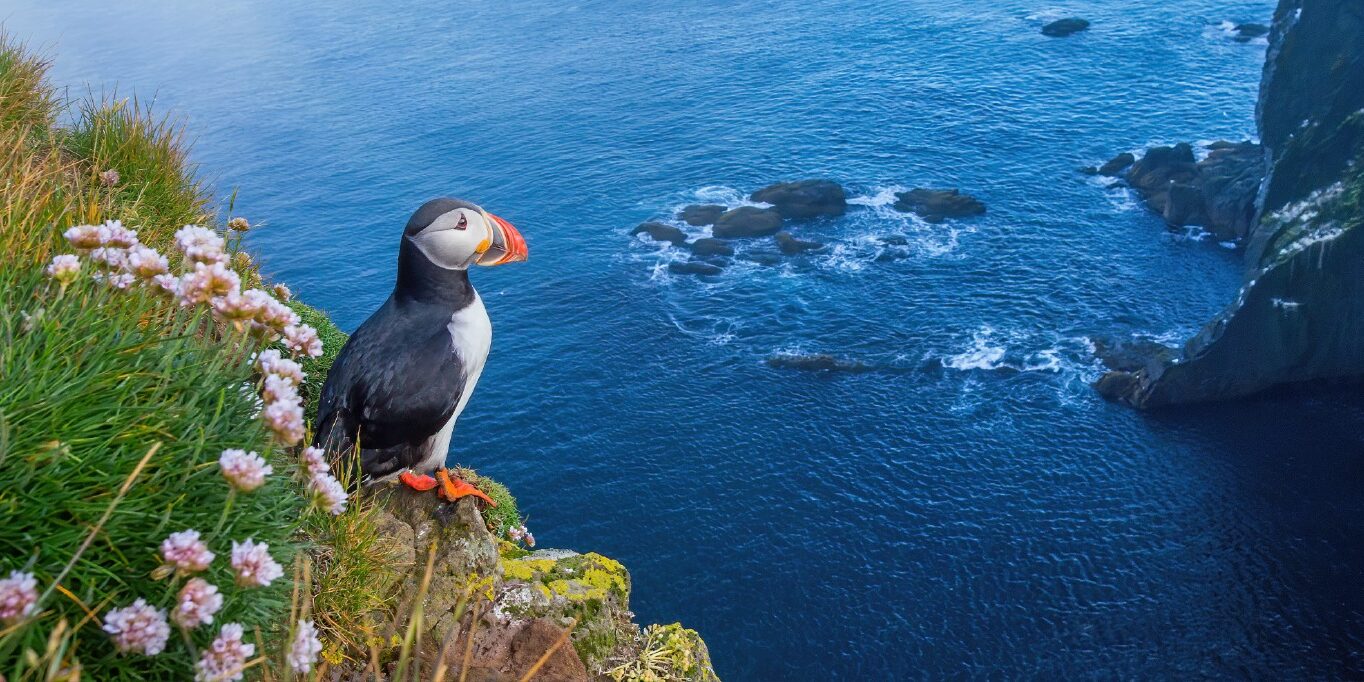 iceland-and-artic