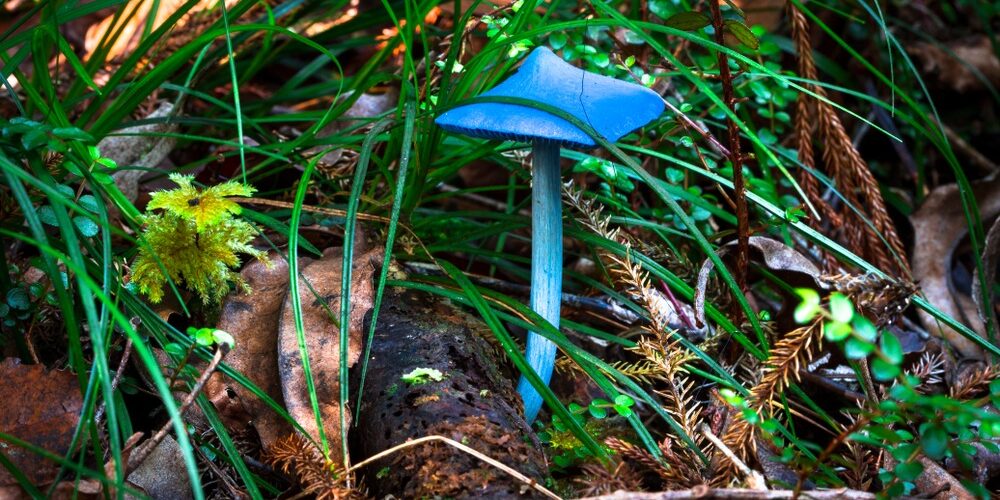 An,Entoloma,Hochstetteri,Mushroom,On,The,Forest,Floor,On,New Mushroom Blue Werewere-kōkako New Zealand’s Native Forest