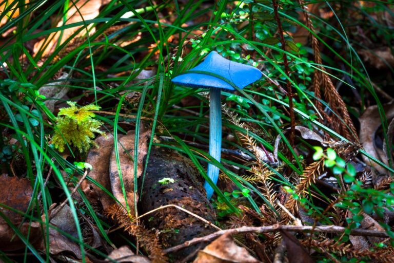 Mushroom Blue Werewere-kōkako New Zealand’s Native Forest