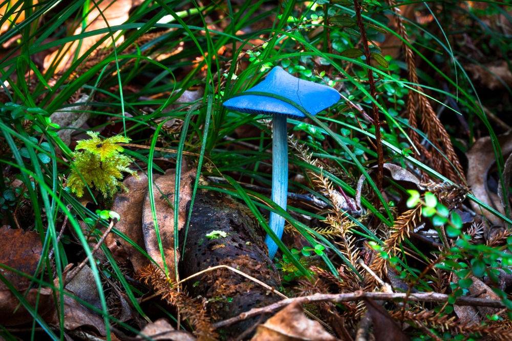 Mushroom Blue Werewere-kōkako New Zealand’s Native Forest