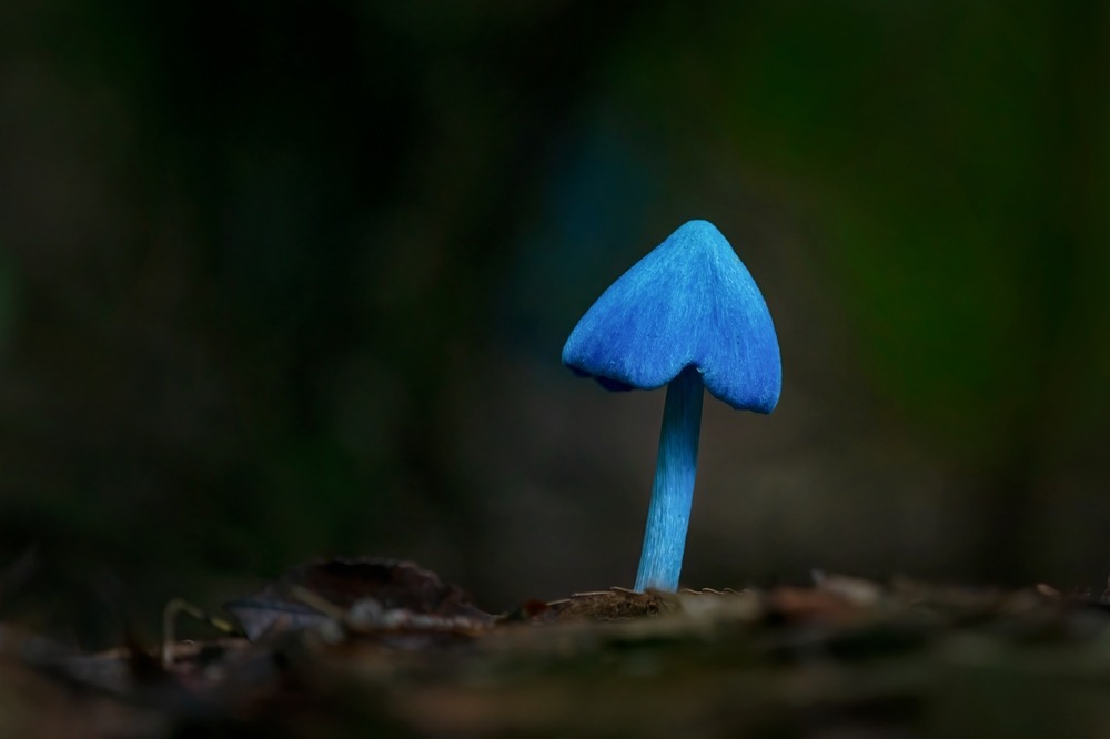 Blue Werewere-kōkako New Zealand’s Native Forest Mushroom