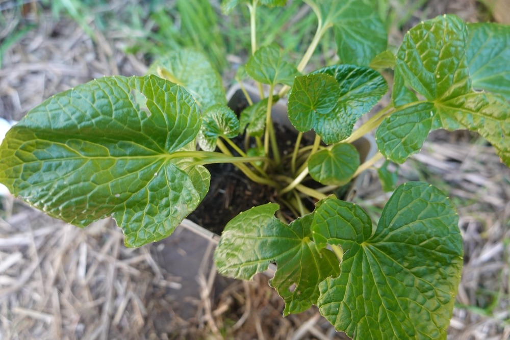 Wasabi Plants