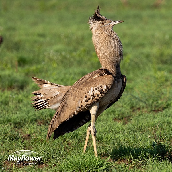 The kori bustard