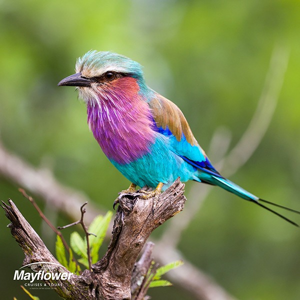 lilac-breasted-roller