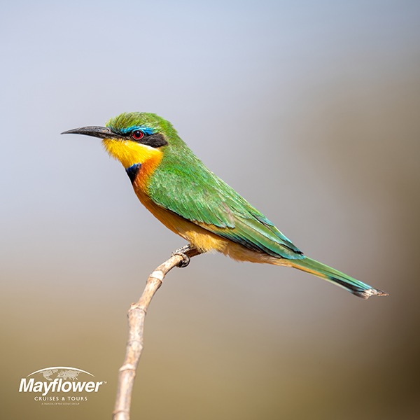 The little bee eater