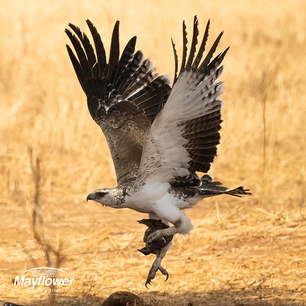 The Martial Eagle