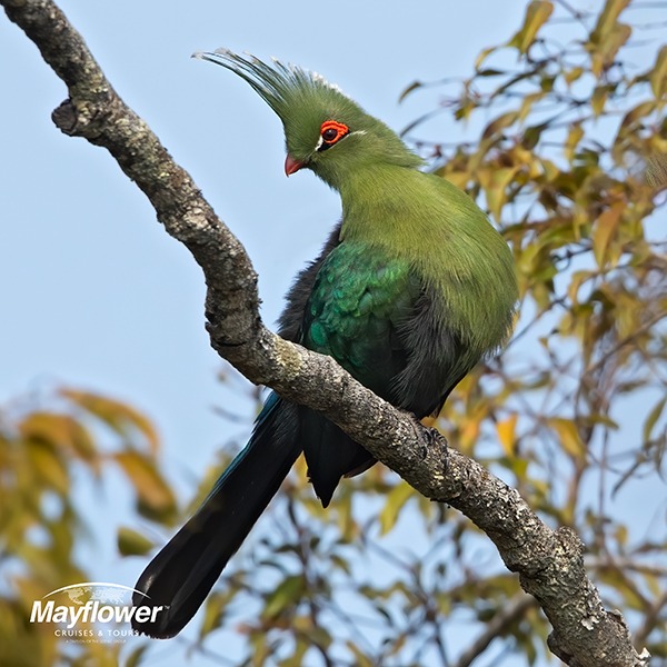 The schalows turaco