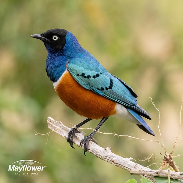 The Superb starling