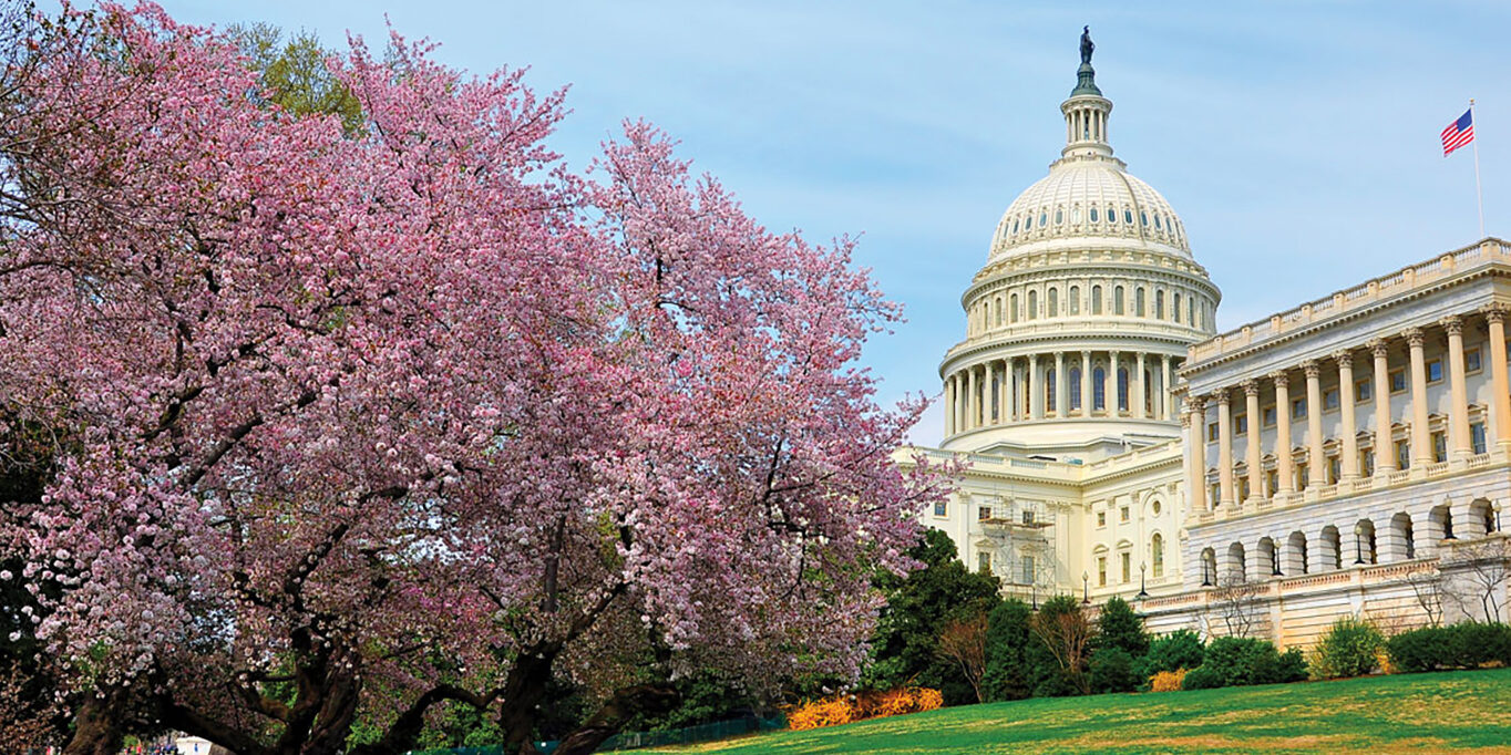 cherry-blossoms-capitol