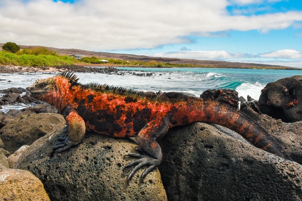 Española Island galapagos